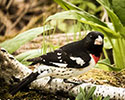 Rose-Breastedf Grosbeak